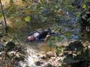 01 - Body In Creek